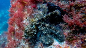 Octopus- oil painting